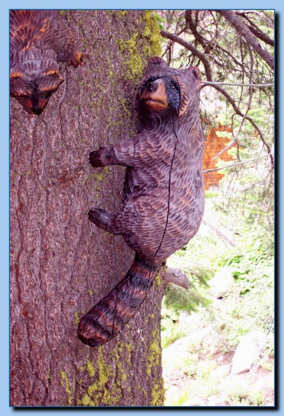 1-39 raccoon attached to tree